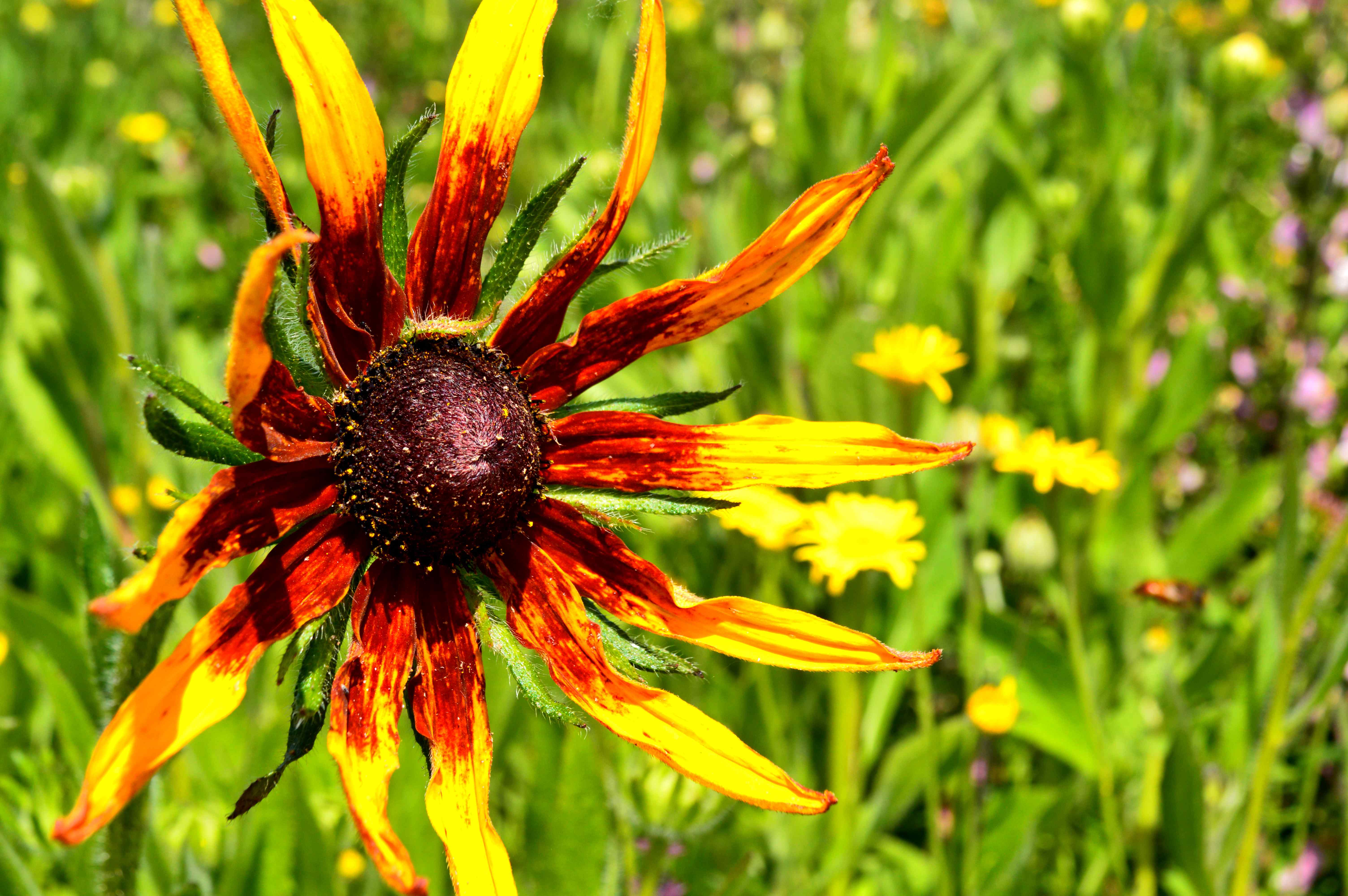 appeltern adventure gardens